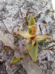Chiloglottis chlorantha