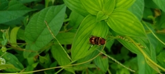 Phytomia