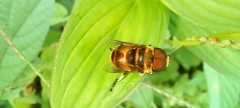 Phytomia