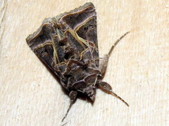 Autographa flagellum