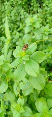 Phytomia