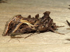 Autographa flagellum