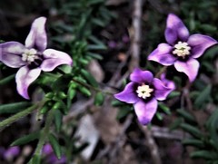 Boronia scabra