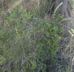 Aspalathus asparagoides asparagoides