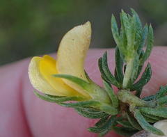 Aspalathus asparagoides asparagoides