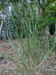 Cytisus scoparius