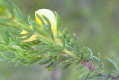Aspalathus asparagoides asparagoides