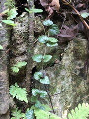 Scutellaria playfairii