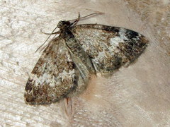 Perizoma alchemillata