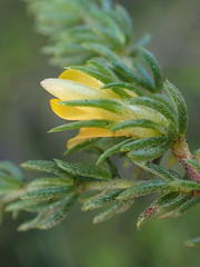 Aspalathus asparagoides asparagoides
