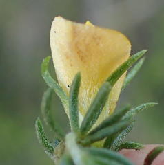 Aspalathus asparagoides asparagoides