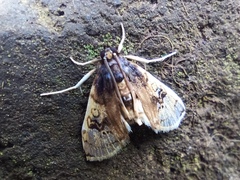 Compacta hirtalis