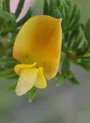 Aspalathus asparagoides asparagoides