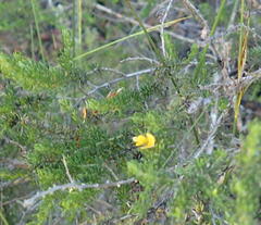 Aspalathus asparagoides asparagoides
