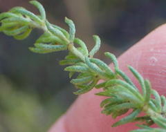 Aspalathus asparagoides asparagoides
