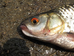 Squaliobarbus curriculus