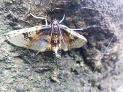 Compacta hirtalis