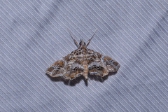 Paracymoriza vagalis
