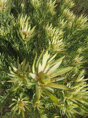 Leucadendron lanigerum