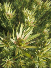 Leucadendron lanigerum