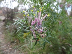 Grevillea rivularis