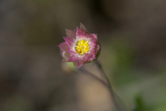 Rhodanthe manglesii