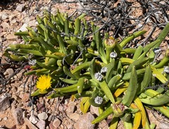 Glottiphyllum regium