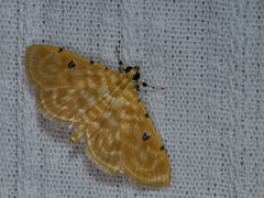Notarcha aurolinealis