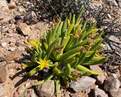 Glottiphyllum regium