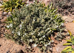 Delosperma calitzdorpense