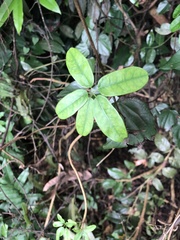 Lardizabalaceae