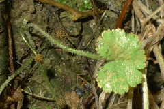 Hydrocotyle moschata