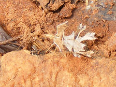 Pephricus