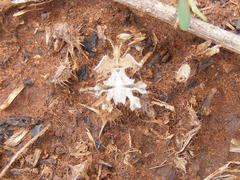 Pephricus