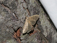 Omiodes pernitescens