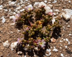 Mesembryanthemum subtruncatum