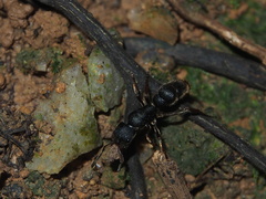 Pseudoneoponera rufipes
