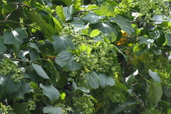 Aspidopterys cordata