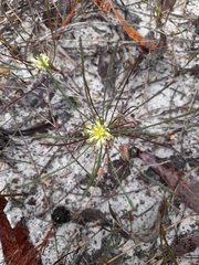 Petrophile acicularis