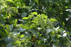 Aspidopterys cordata