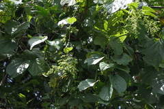 Aspidopterys cordata