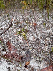 Petrophile acicularis