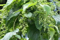 Aspidopterys cordata