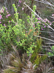 Erica arenaria