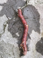 Prasinocyma semicrocea