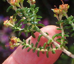 Erica arenaria