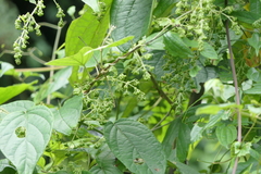 Aspidopterys cordata