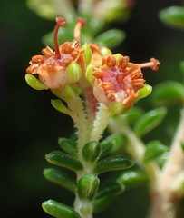 Erica arenaria