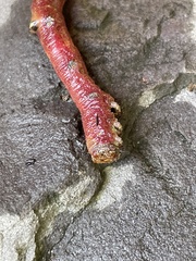 Prasinocyma semicrocea