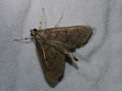 Omiodes tristrialis